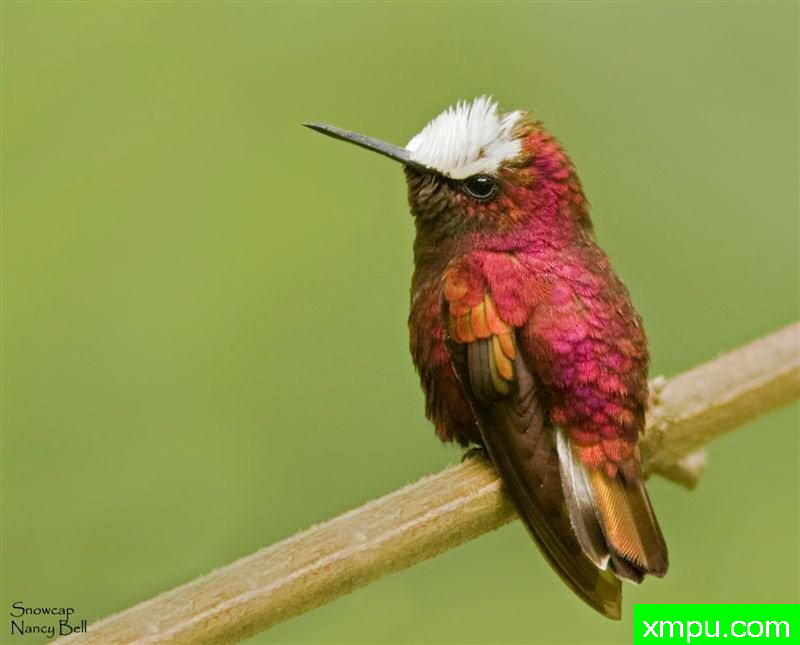 白头蜂鸟 ---摄影：斯诺卡普