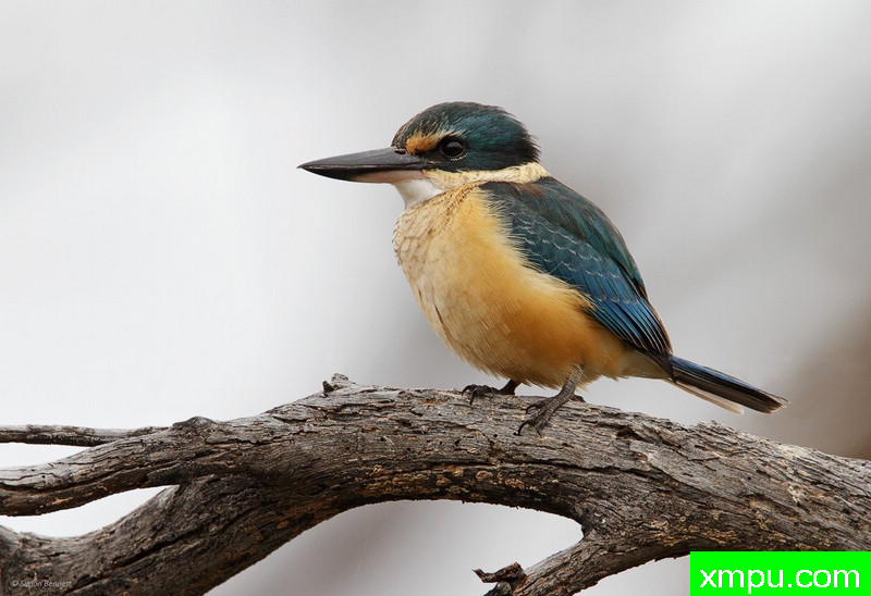 神圣的翠鸟 --摄影西蒙班尼特[澳大利亚堪培拉]