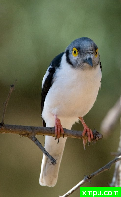 白凤头把头伯劳---摄影师：迈克尔莫斯