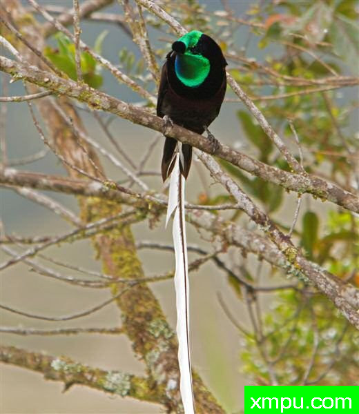 天堂蝴蝶结尾鸟