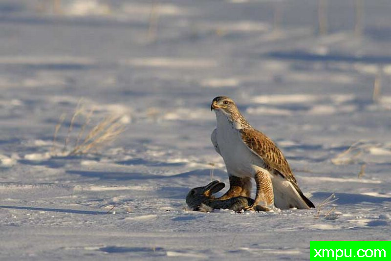 弱肉强食---摄影师戴夫肖奧尔特【美国】摄影