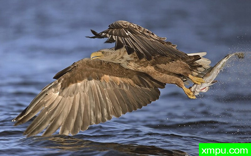 海雕渔业 --摄影师：拉萨米格尔 摄影