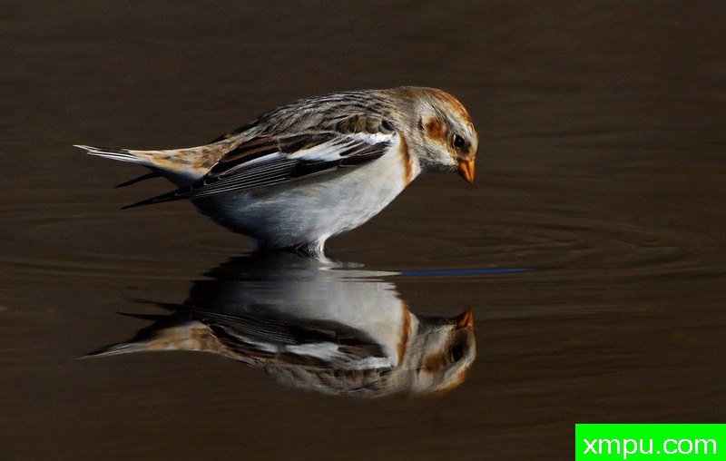 雪鹀--著名摄影师：格雷厄姆布朗摄影[美国]