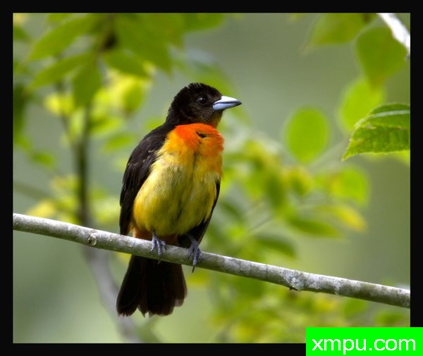 红寡妇鸟（学名：Euplectes orix）