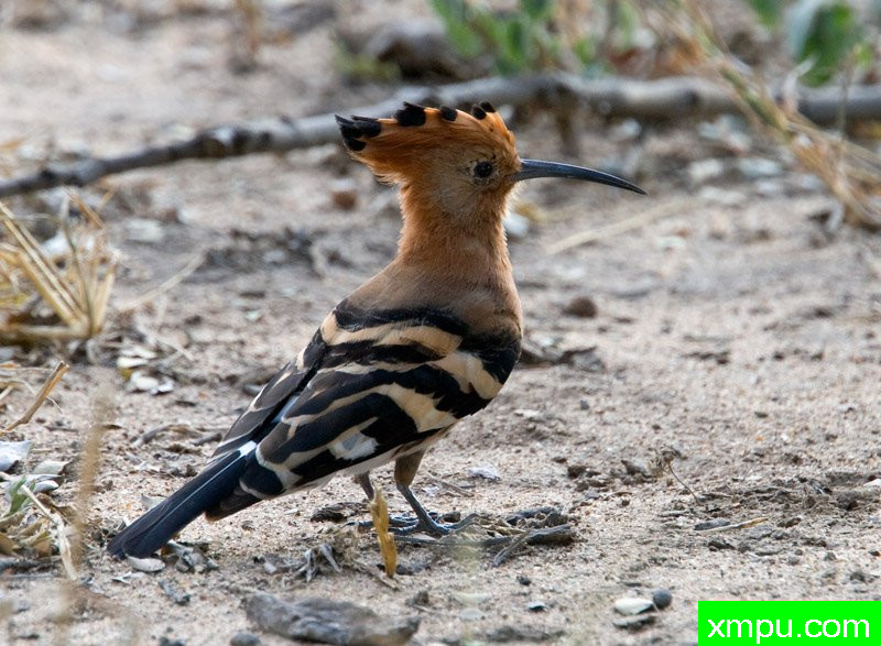 非洲戴胜  ---摄影师：迈克尔莫斯