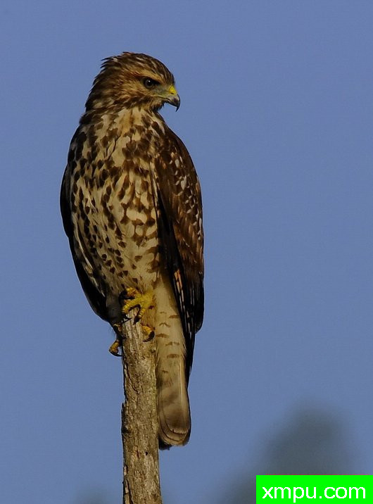 鹰眼--摄影师：彼得伊瓦诺斯基