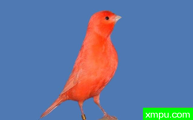 金丝雀流行色彩[法国]