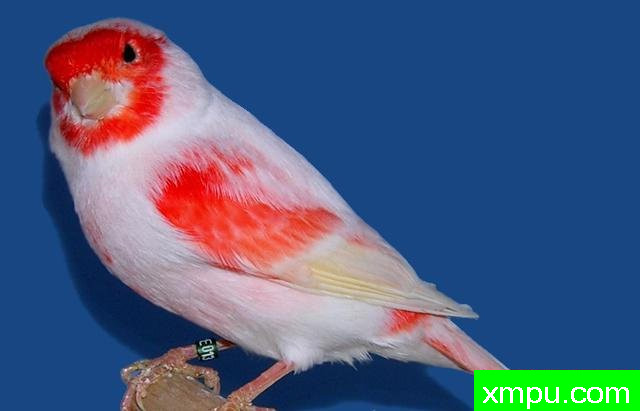 金丝雀流行色彩[法国]