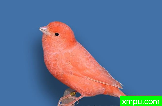 金丝雀流行色彩[法国]