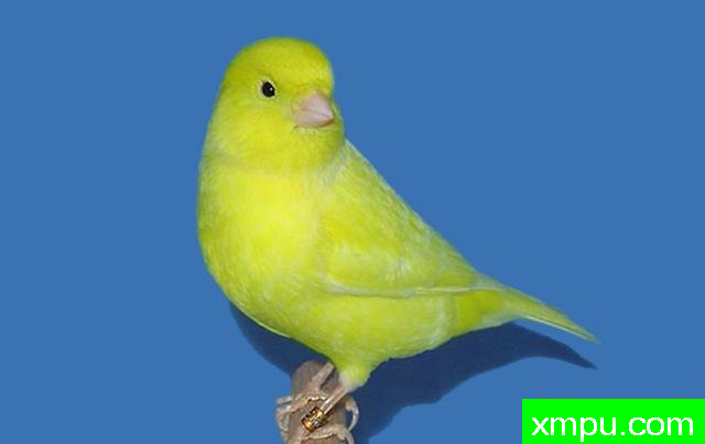 金丝雀流行色彩[法国]