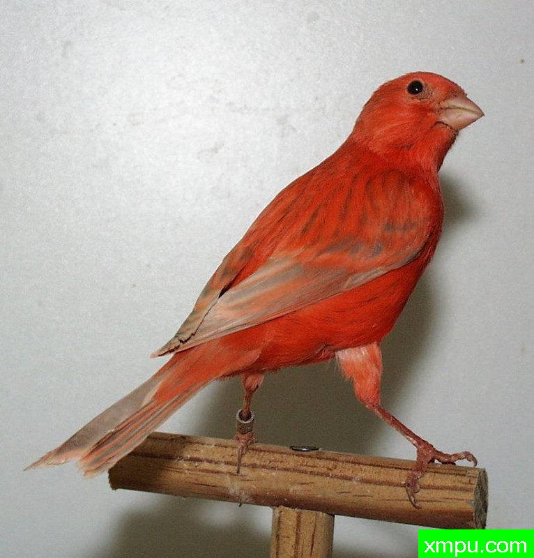 金丝雀流行色彩[法国]