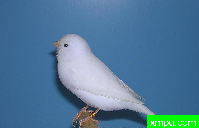 金丝雀流行色彩[法国]