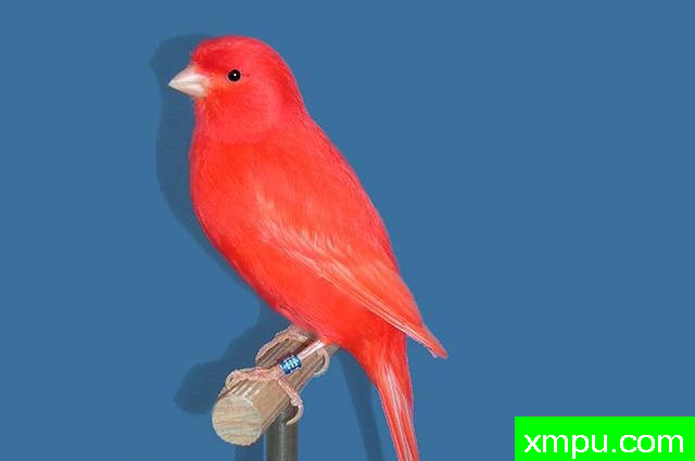 金丝雀流行色彩[法国]