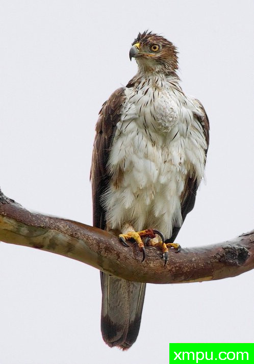 博内利的鹰[印度]--荒野摄影师：S达斯摄影