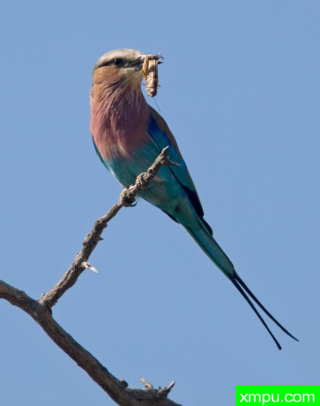 紫丁香---摄影师：迈克尔莫斯