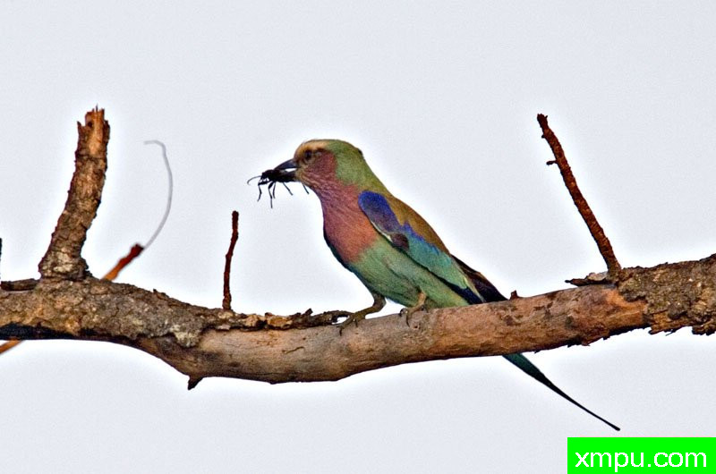 紫丁香---摄影师：迈克尔莫斯