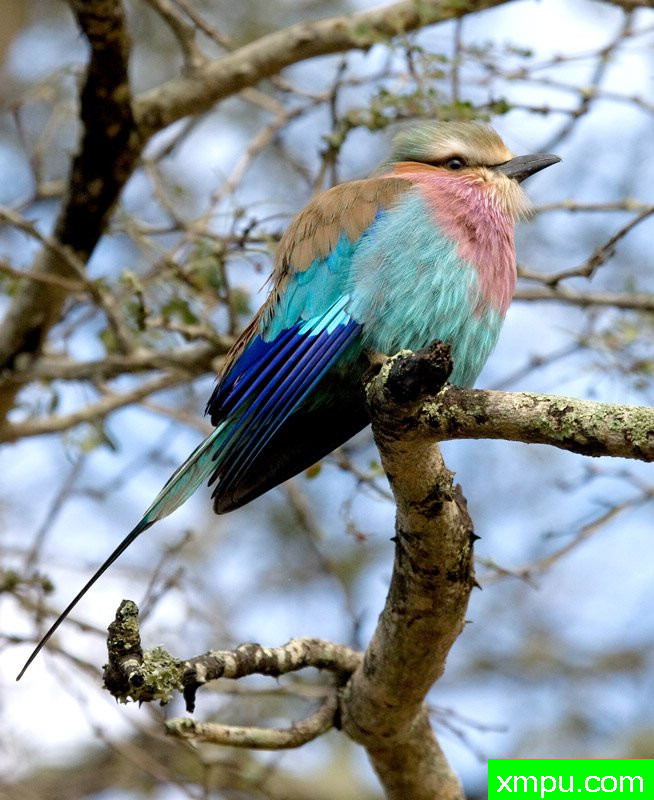 紫丁香---摄影师：迈克尔莫斯