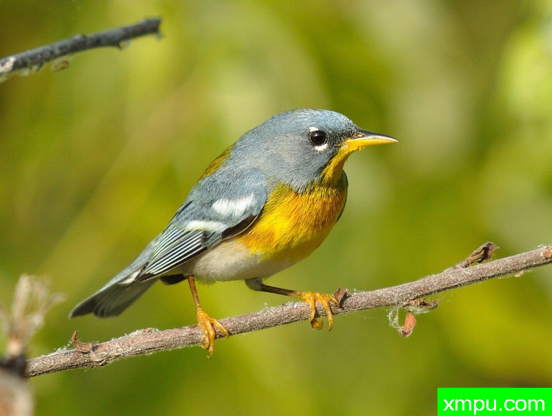 北部帕拉---摄影师：彼得5月