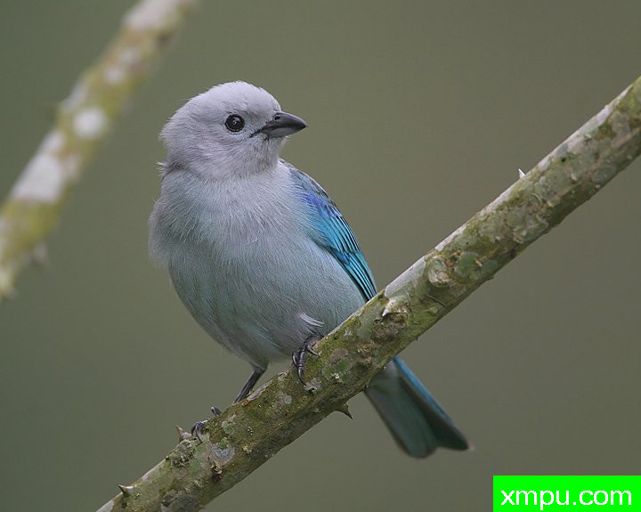 蓝灰色塔纳哲 ---著名的户外和自然摄影家内特察佩尔摄影