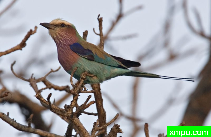 紫丁香--摄影师：迈克尔莫斯
