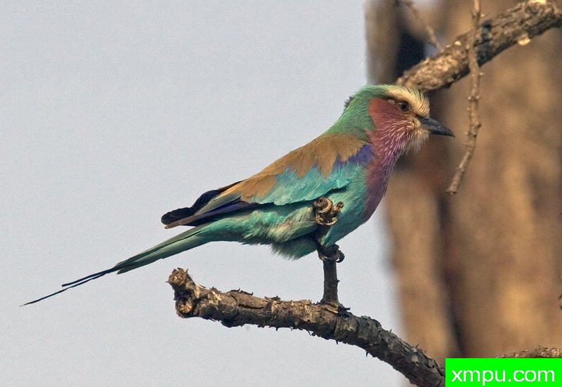 紫丁香--摄影师：迈克尔莫斯