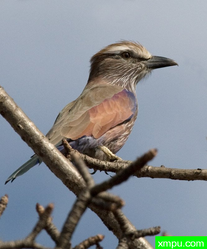 紫丁香--摄影师：迈克尔莫斯