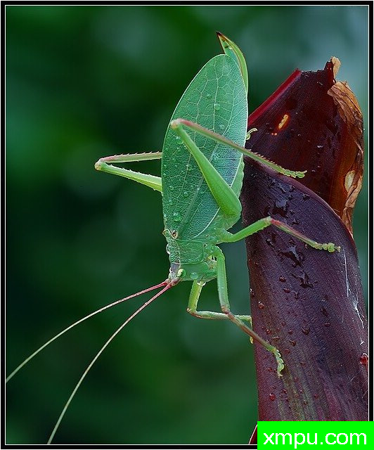 凯蒂迪德 --摄影师罗尼加伯特摄影
