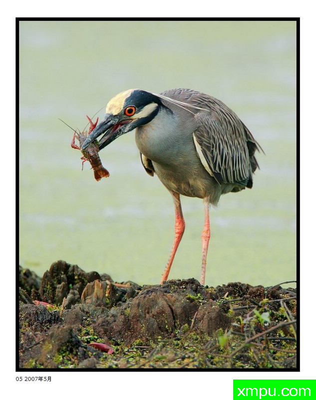 黄夜鹭 --- 摄影师：大卫肖摄影