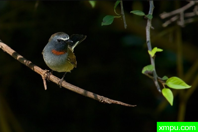 棕鹟--[印度]--荒野摄影师：S达斯摄影