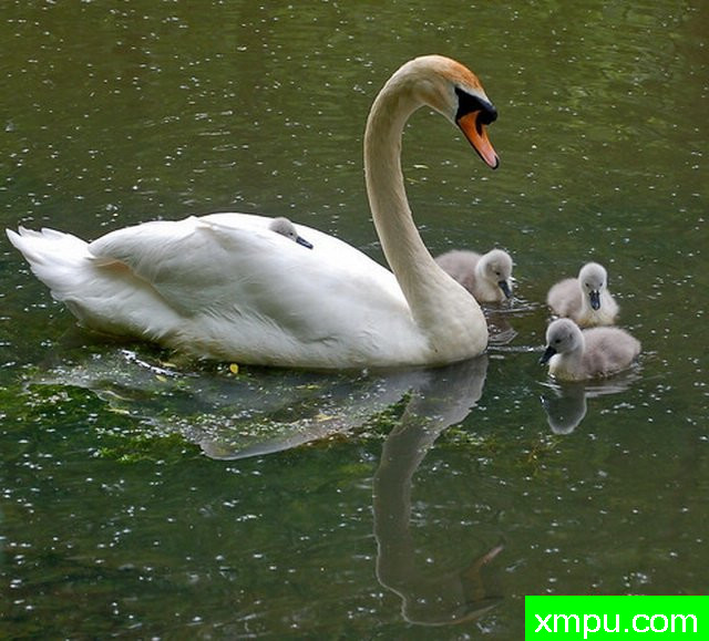 天鹅---摄影约翰班尼特