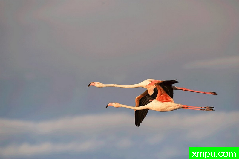 火烈鸟在飞行--摄影毛帕斯奎罗[美国].