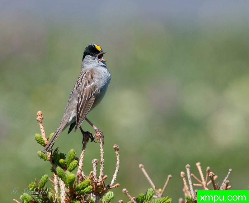 金冠麻雀  --摄影加里Gulash [美国]