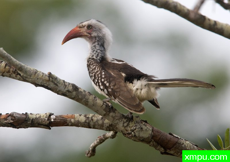 红帐单犀鸟--摄影师：迈克尔莫斯