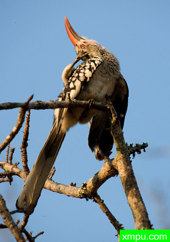 红帐单犀鸟--摄影师：迈克尔莫斯