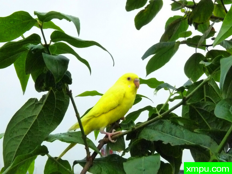 蛋黄石虎皮----著名自然风光摄影师：王晓瑜摄影系列之