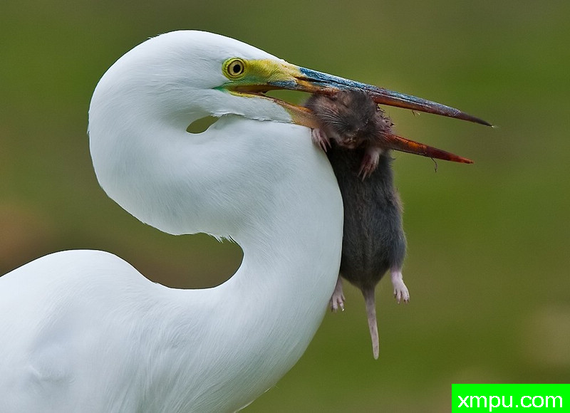 大白鹭和鼹鼠 -- 荒野摄影师：蒙斯廷内特摄影