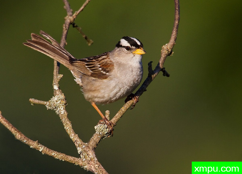 白冠带鵐--摄影师：丹尼斯普兰克摄影
