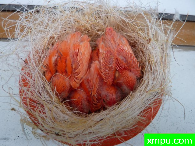 金丝雀-玫瑰希梅尔--摄影师：迈克尔罗杰[法国]