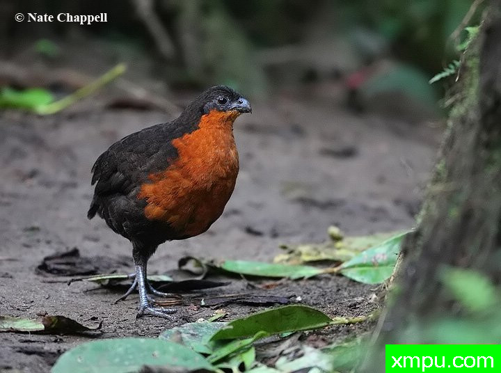 木材鹌鹑 ---著名的户外和自然摄影家：内特察佩尔摄影