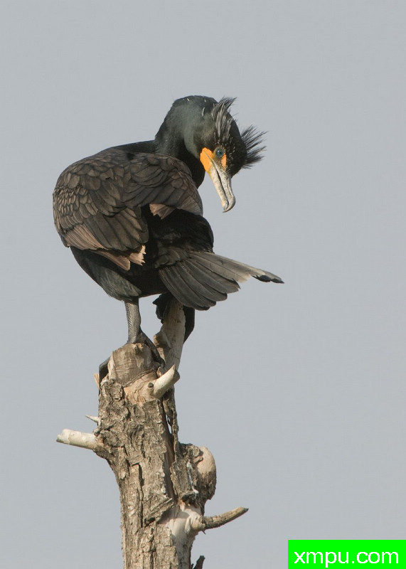 角鸬鹚  --摄影米娅麦克弗森[美国]