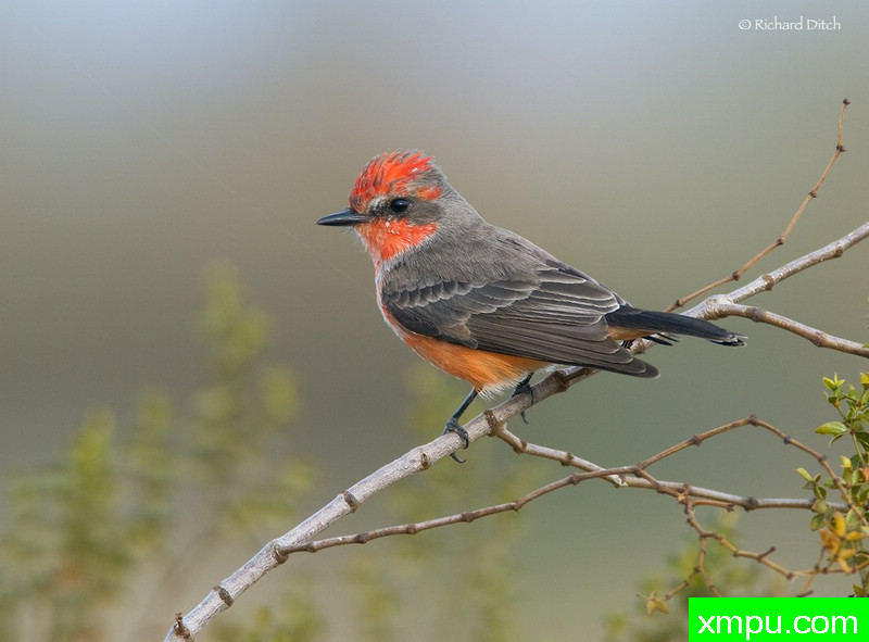 弗米利恩鹟 --摄影理查德沟[美国]