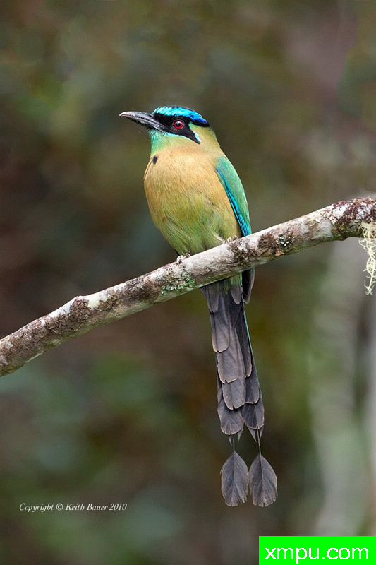 蓝冠Motmot[ 哥斯达黎加] --摄影师基斯鲍尔摄影