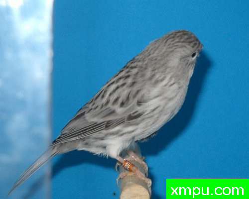 金丝雀-相思玛瑙--摄影师：莱斯derniers德摄影[法国]