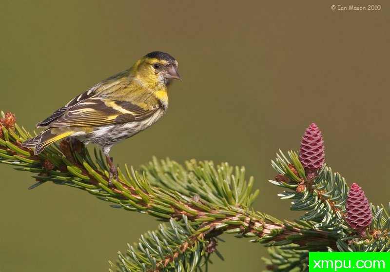 鶸 --摄影师伊恩梅森摄影