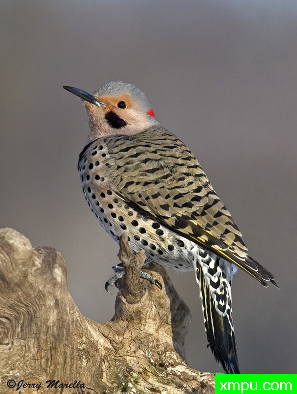 男北闪烁--摄影杰里马尔拉[美国]