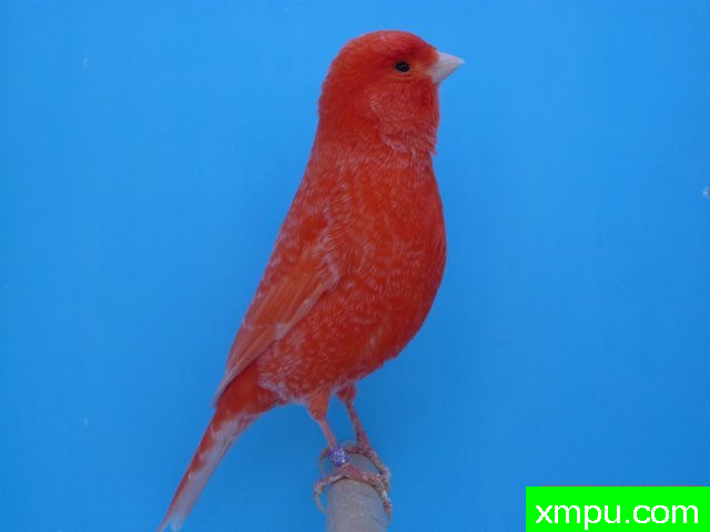 金丝雀--霜叶红--摄影师：马激情德卡纳里斯[法国]