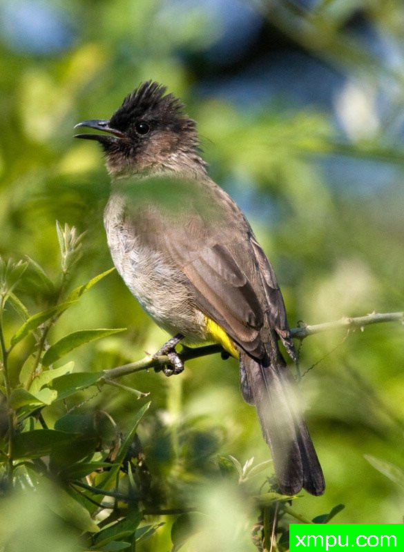 黑暗修饰鹎---摄影师：迈克尔莫斯摄影