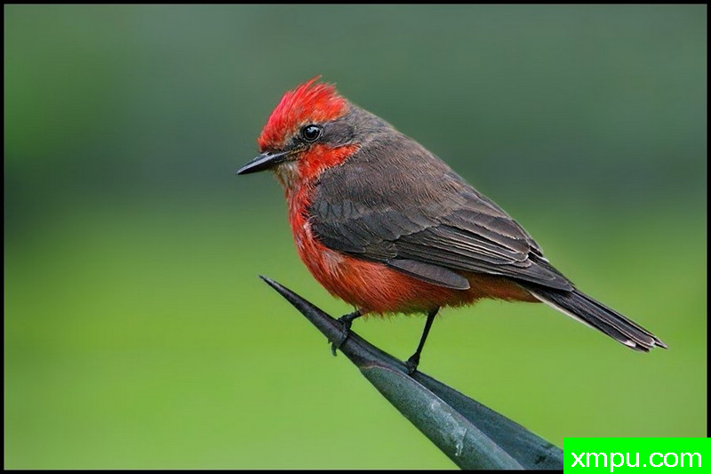 红宝石唇红鹟---摄影师： 马丁K表摄影