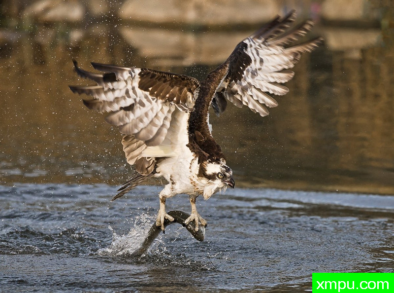 鱼鹰和鳟鱼的合作---- 著名荒野摄影师：蒙斯廷内特摄影