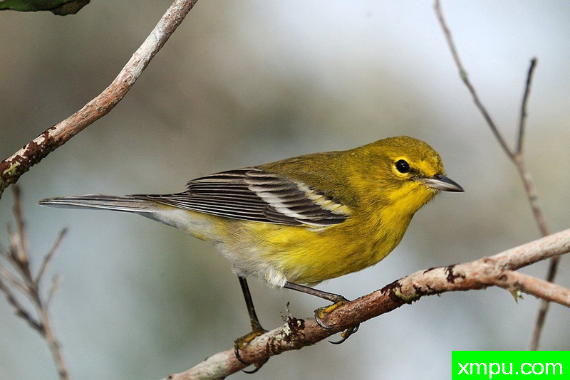 派恩莺---摄影师：彼得5月